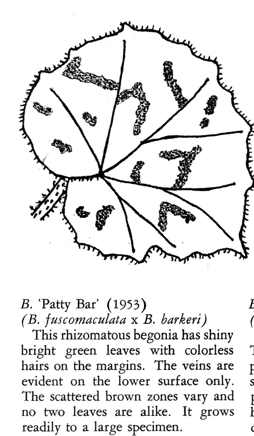 B. ‘Patty Bar’